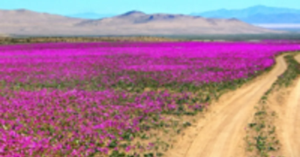 Chuvas fazem Atacama florescer em uma das maiores florações da história